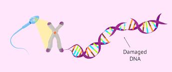 آزمایش  تکه تکه شدن DNA اسپرم (DFI)